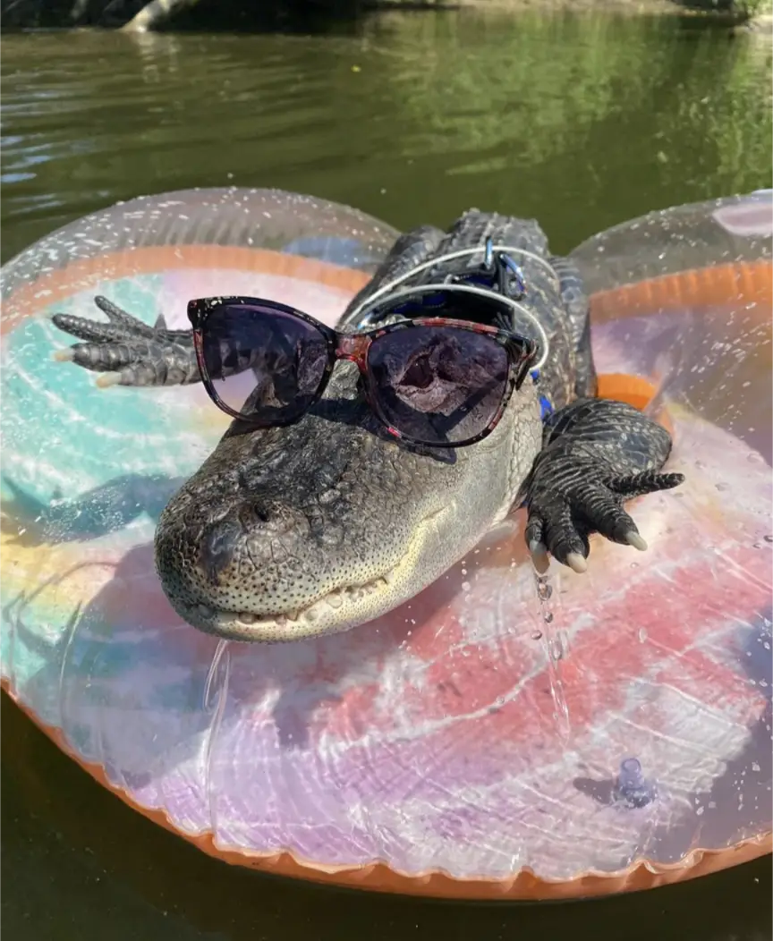 Wally was turned away as he wasn't a service animal.