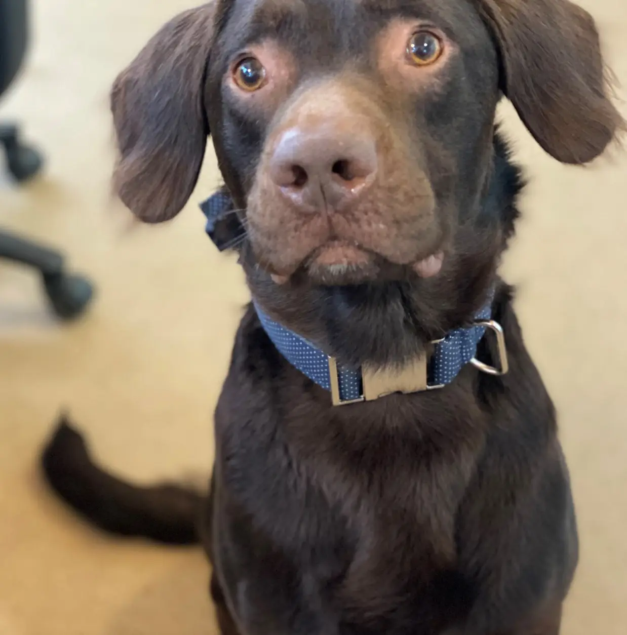 "Without our care Coco would likely have not survived this heart breaking ordeal."