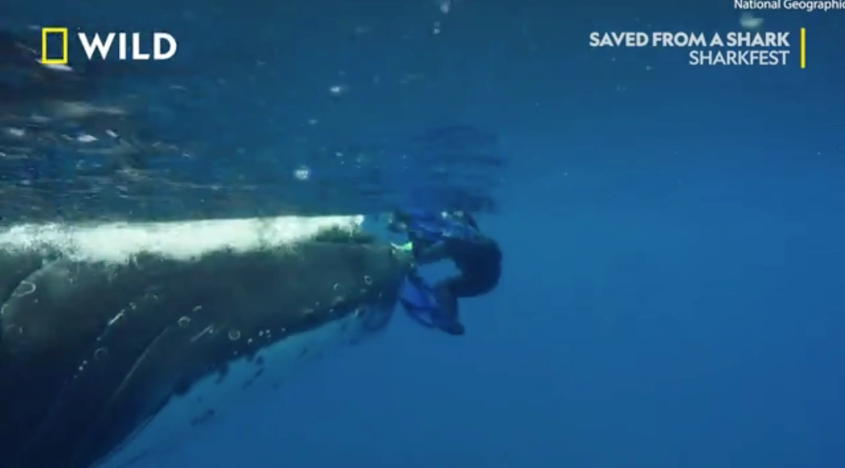 The gentle giant pushed the scientist to the surface.