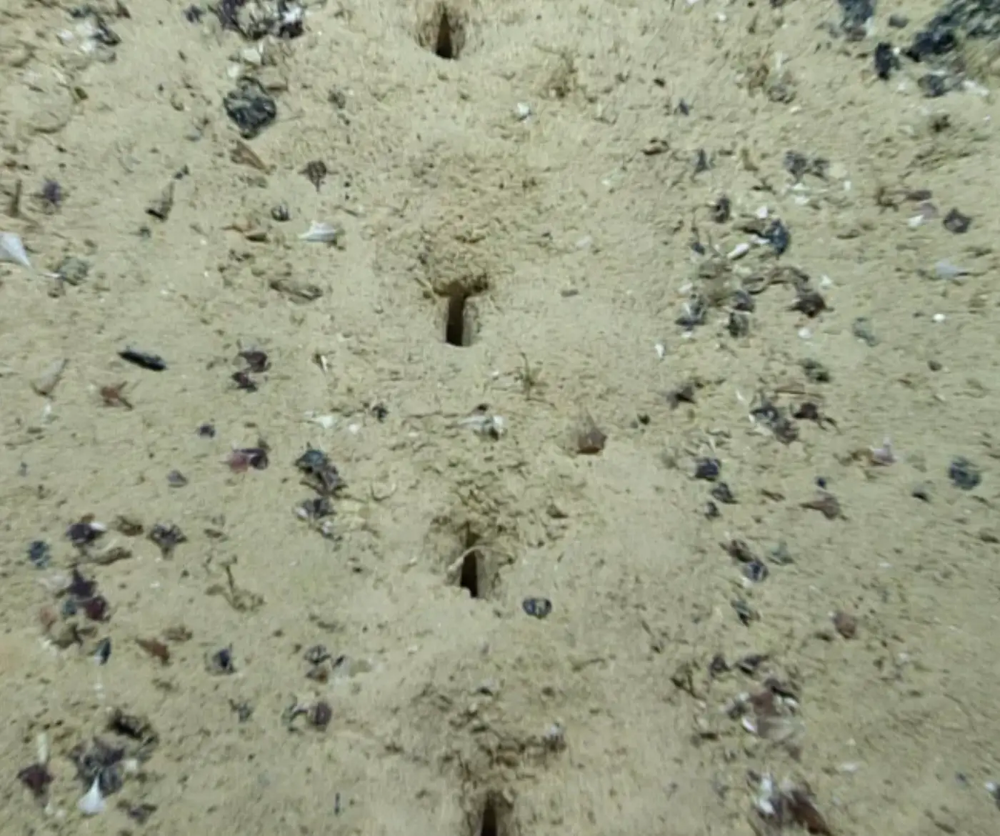 Scientists are still unsure what they are.