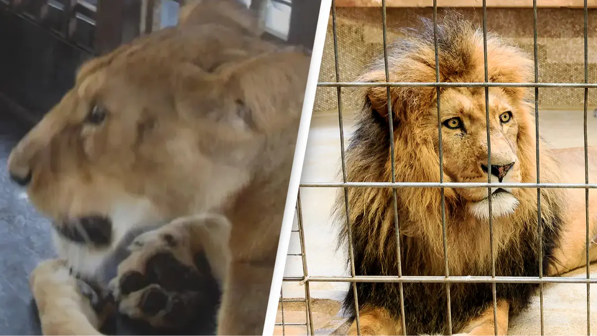 Olusegun Obasanjo Presidential Library/Getty Stock Image