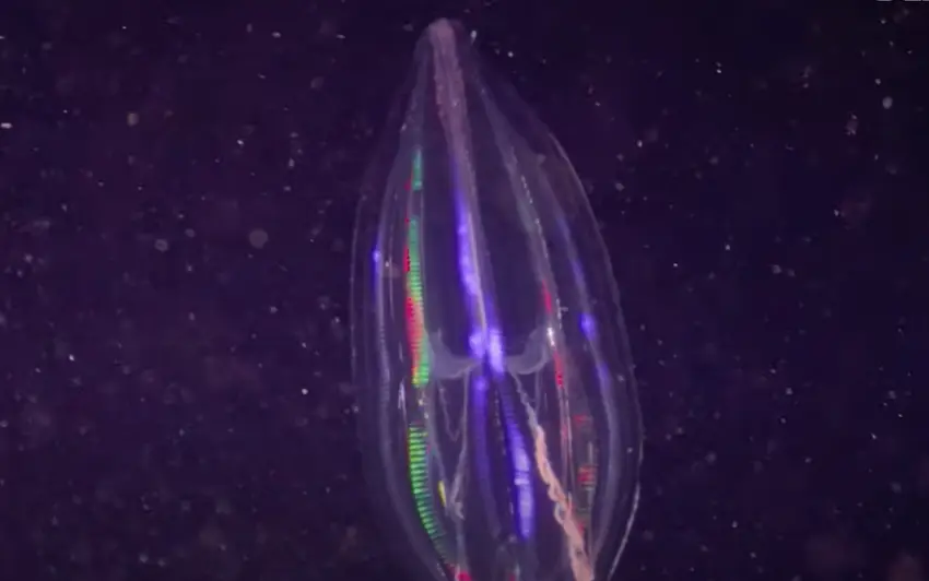 Deep-sea creatures can glow (YouTube/@OceanX)