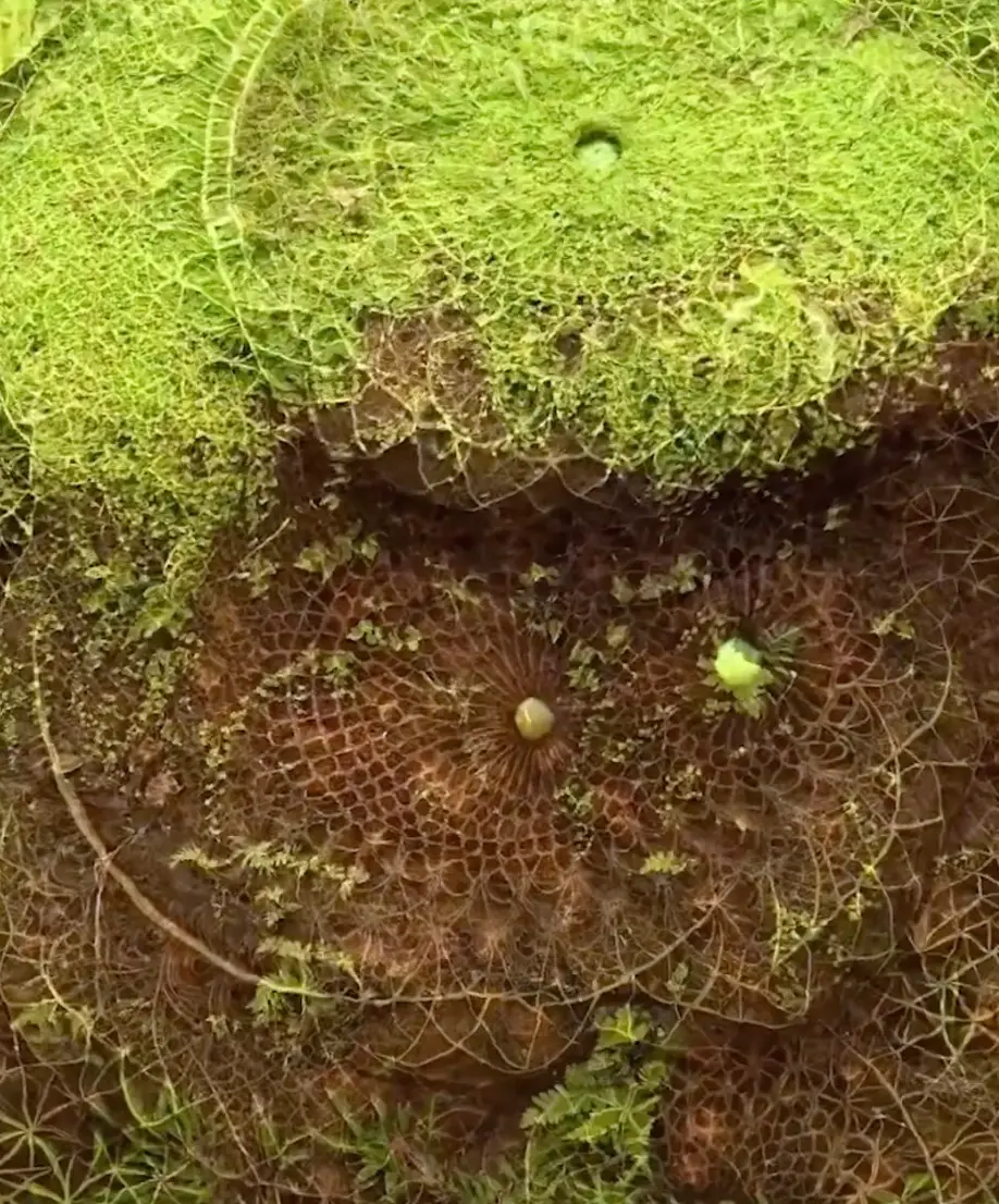 The trippy visuals show patterns emerging before your very eyes (@loka_visuals/TikTok)