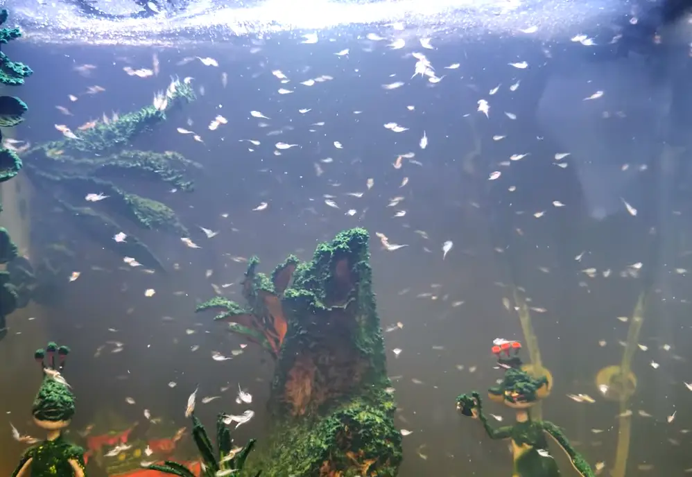 Sea Monkeys are little brine shrimp. (YouTube/ Sea-Monkey Dude)