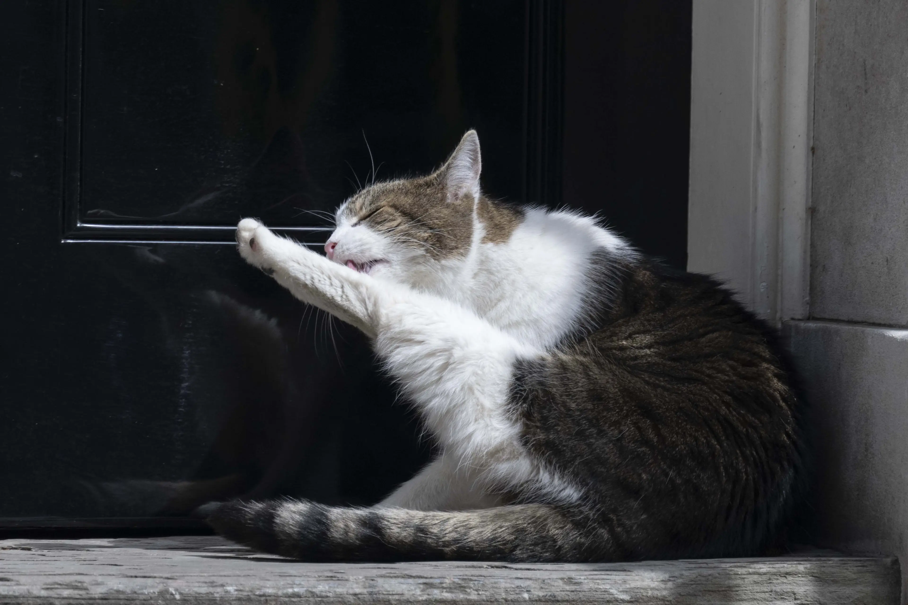Larry having a clean outside his front door (Rasid Necati Aslim/Anadolu Agency via Getty Images)