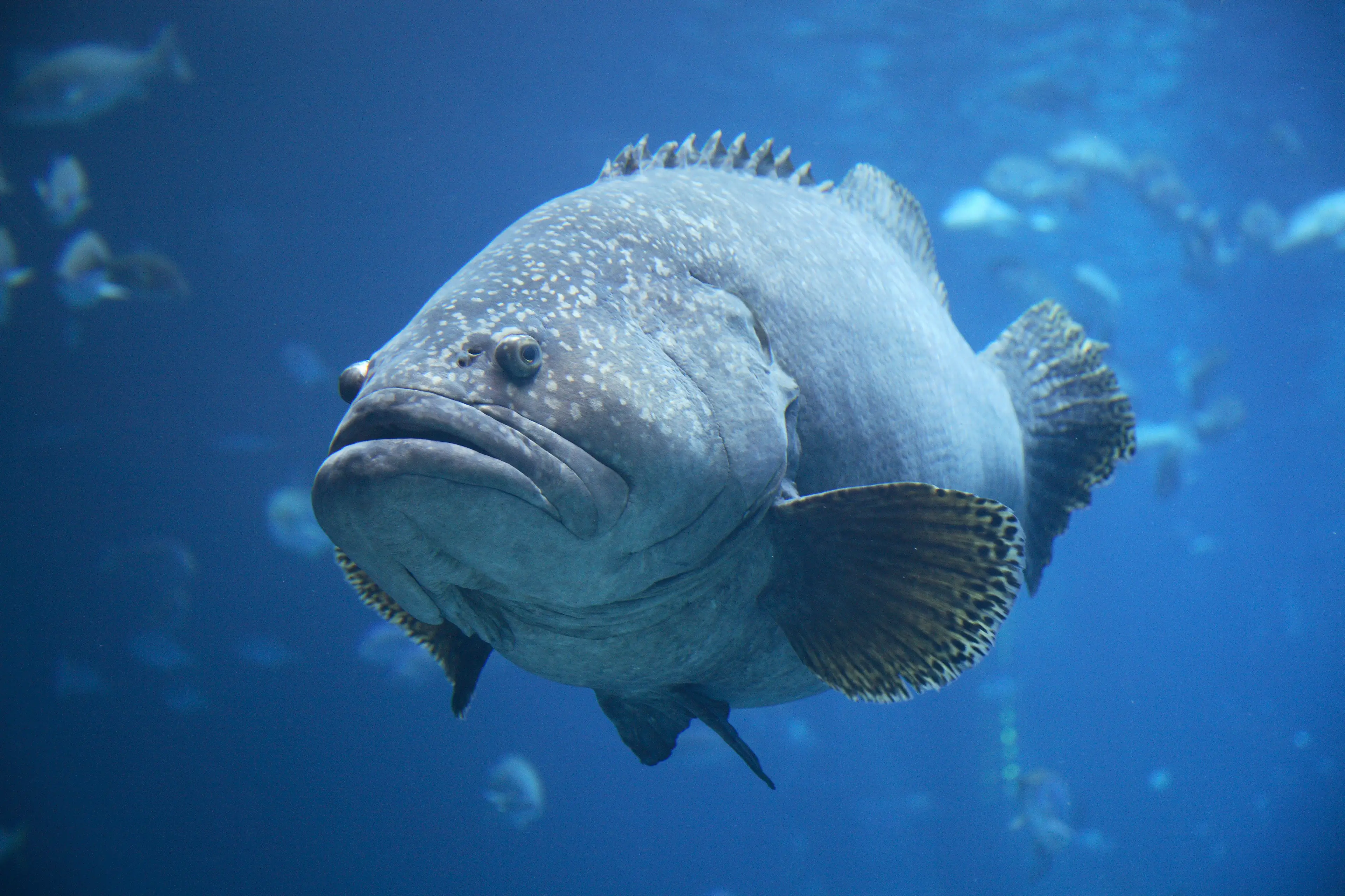 One of the Atlantic goliath groupers took down the shark in one swift movement (Getty Stock Image)