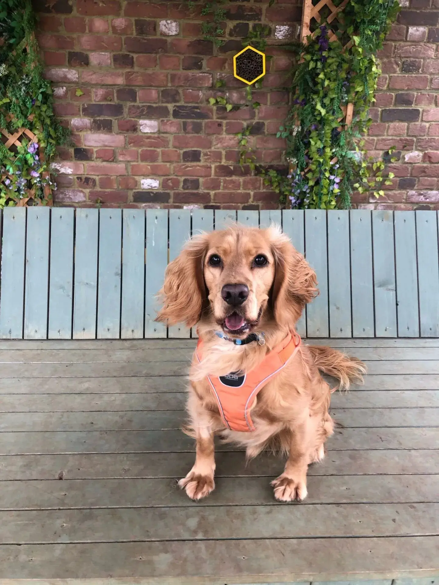 This is Buddy, could you be his buddy? (Woodgreen Pets Charity)