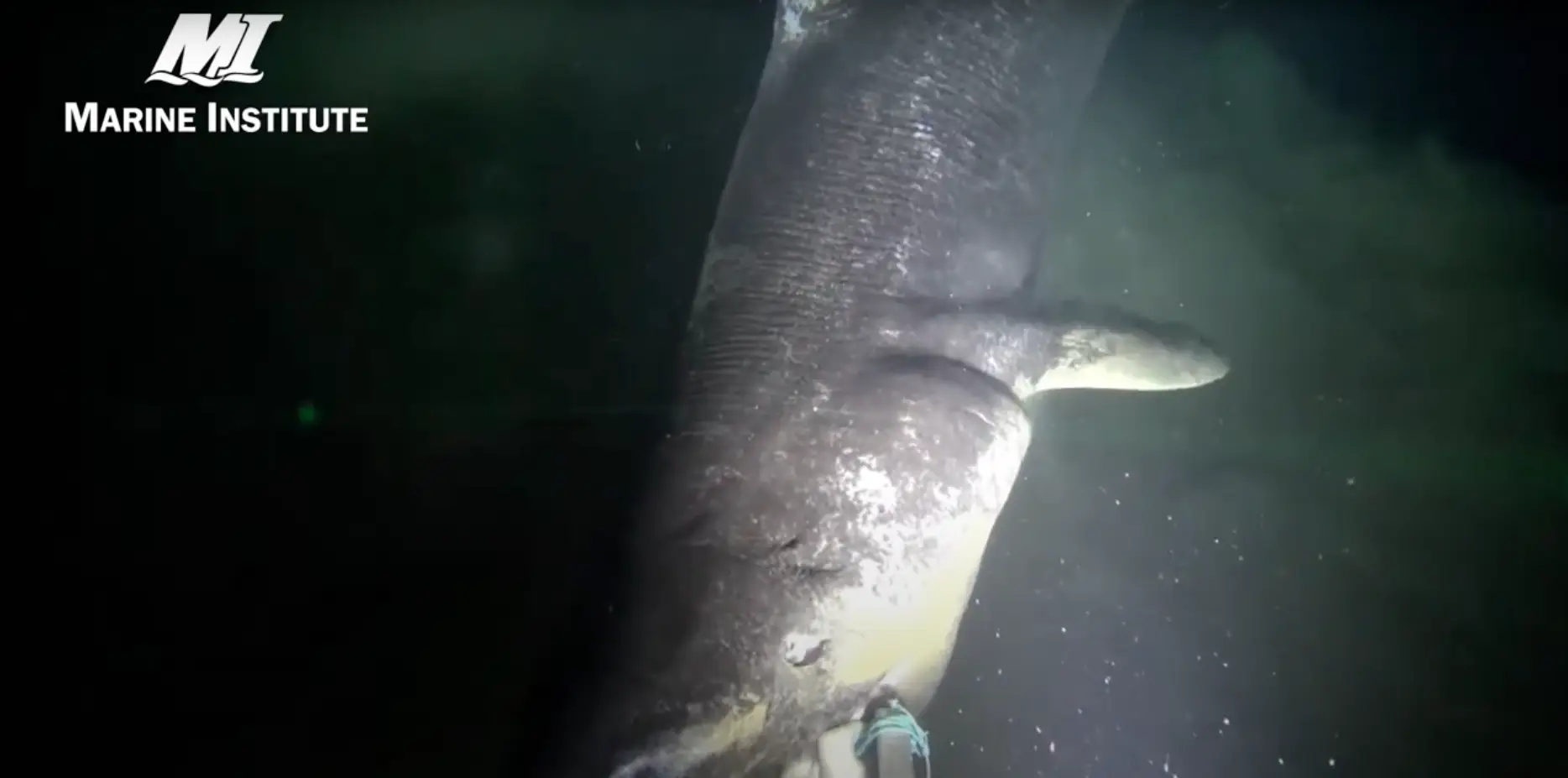 Hey Mr Sharkn (YouTube/SubC Imaging/Marine Institute)