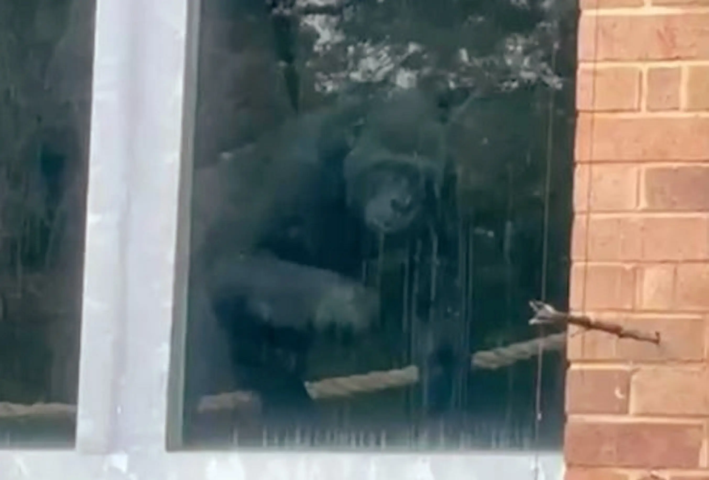 Images such as this sparked panic that gorillas at Bristol zoo had been abandoned (SWNS)