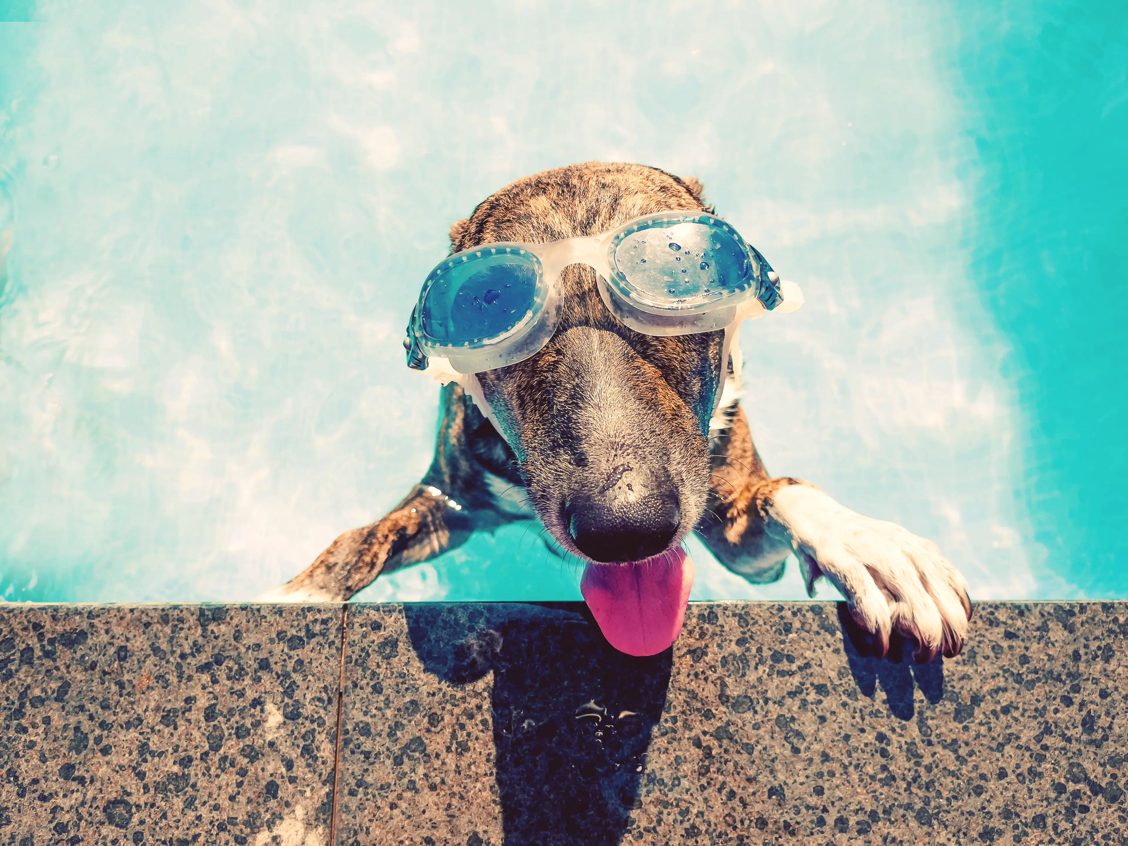 The goodest of boys (Getty Stock Images)