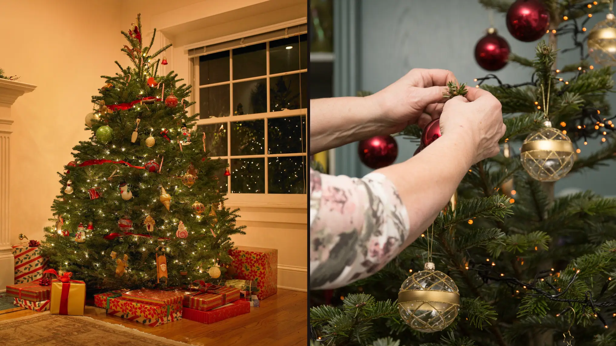 Official advice on when you should buy your real Christmas tree