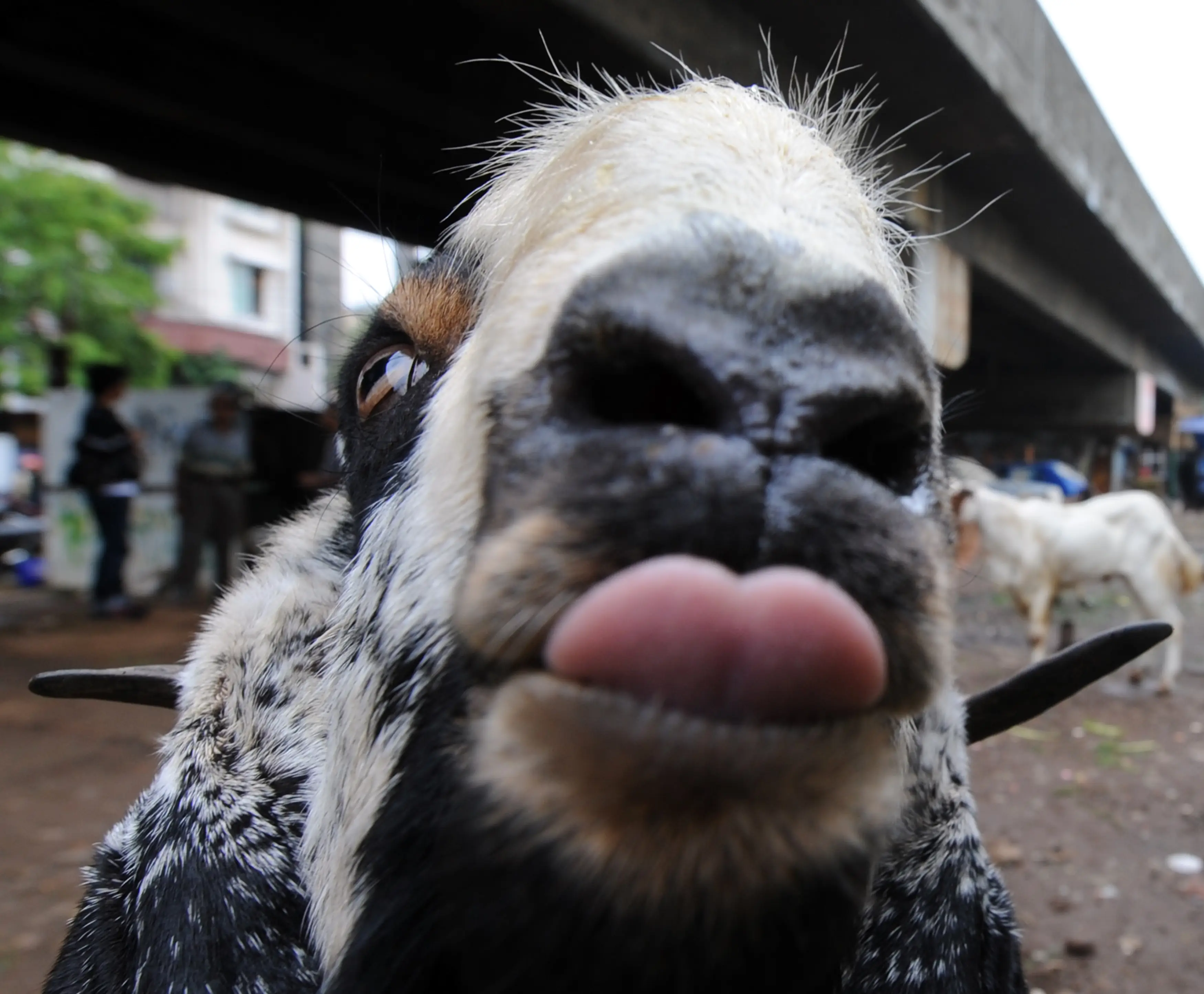 Oh no, the most terrifying torture implement ever! (ROMEO GACAD/AFP via Getty Images)