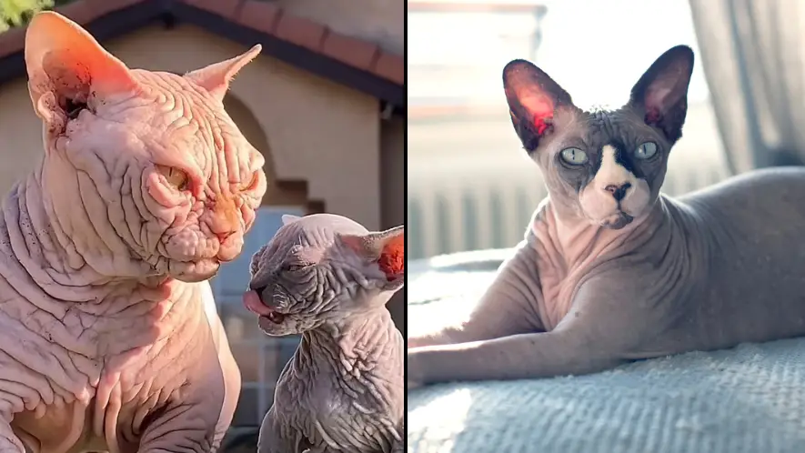 Instagram/@bullbinos/Getty Stock Images