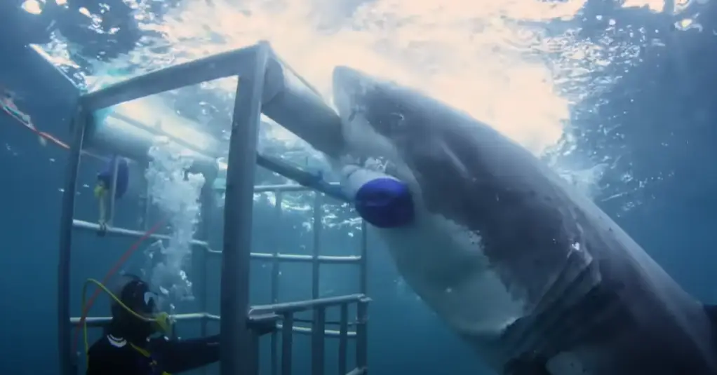 Could it be 'Tough Guy'? Discovery