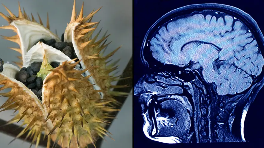 Arterra/Universal Images Group via Getty Images/Getty Stock Image