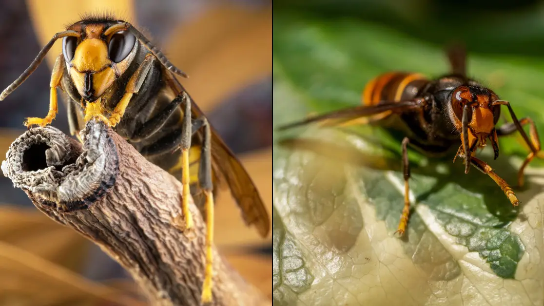 Brits issued warning as almost 10,000 possible Asian Hornet sightings reported this year