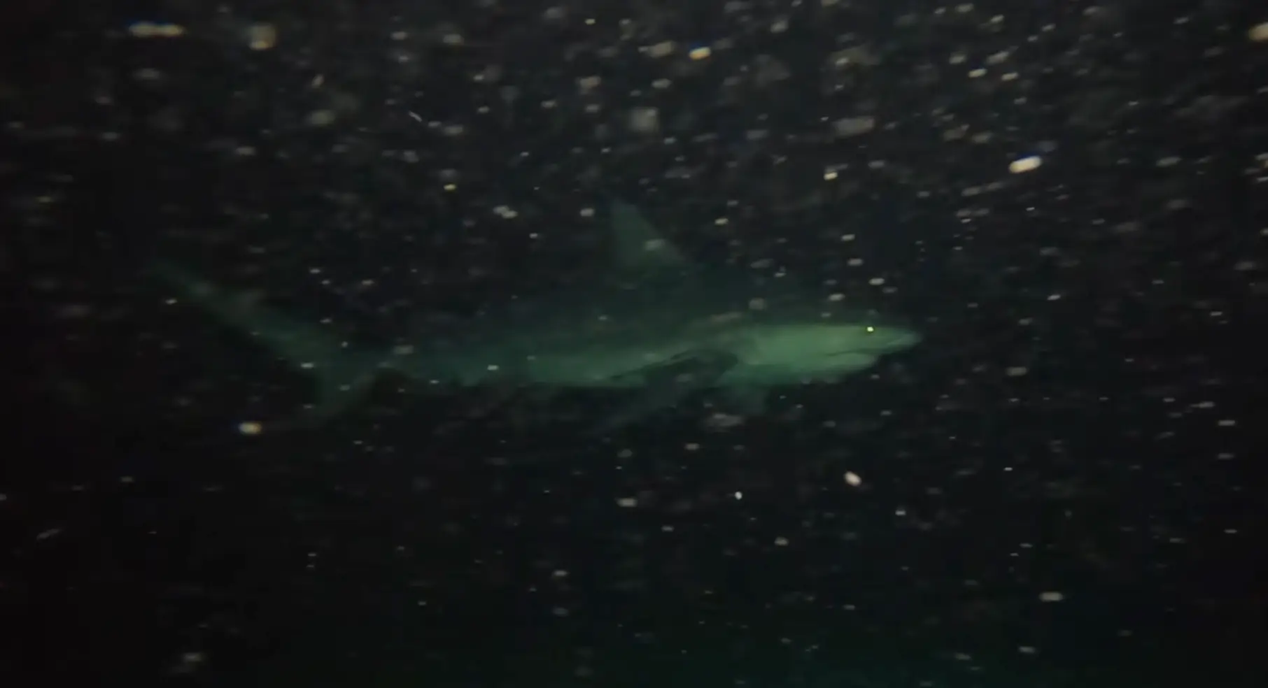 Several sharks were spotted below the vessel (YouTube/Odysseas Froilan)