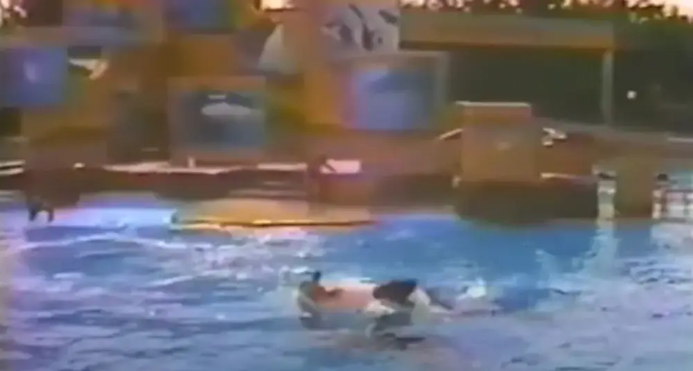 Jonathan Smith was similarly attacked by Kandu V.