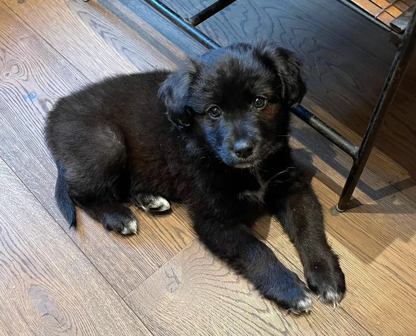 The puppy in question was reported to have been Mary (Instagram/ @its_marys_world)