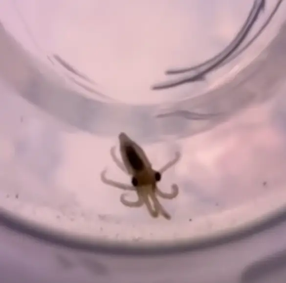 One of Terrance's babies (TikTok/doctoktopus/ABC)