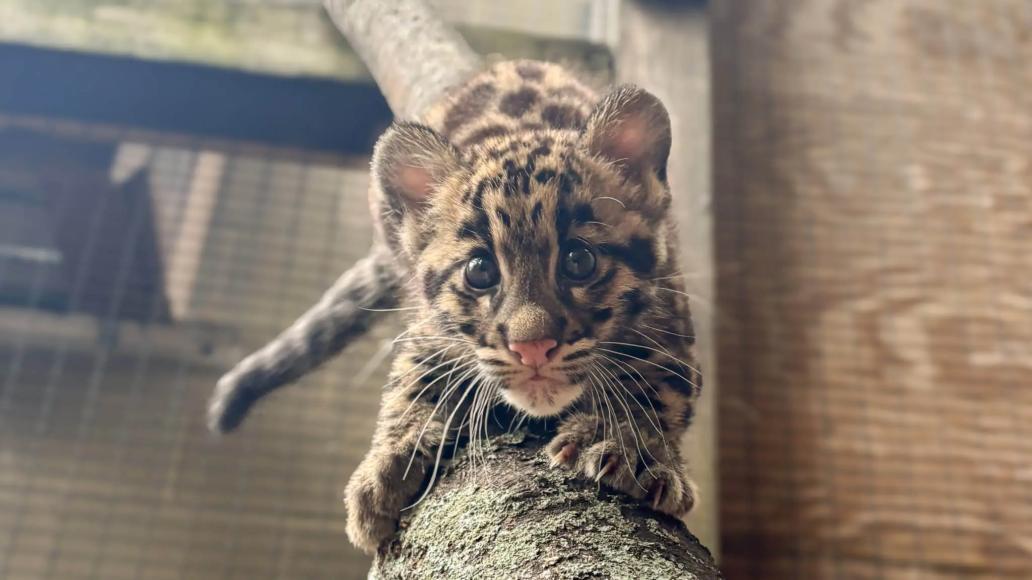A petition to block the data centre has got almost 600,000 signatures (Nashville Zoo)