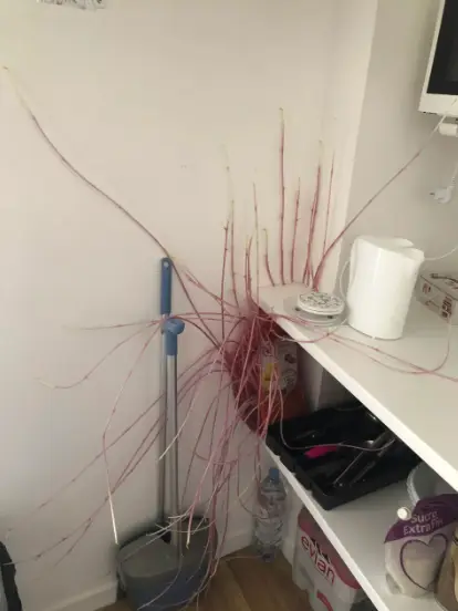 The potatoes turned into aliens. Caters