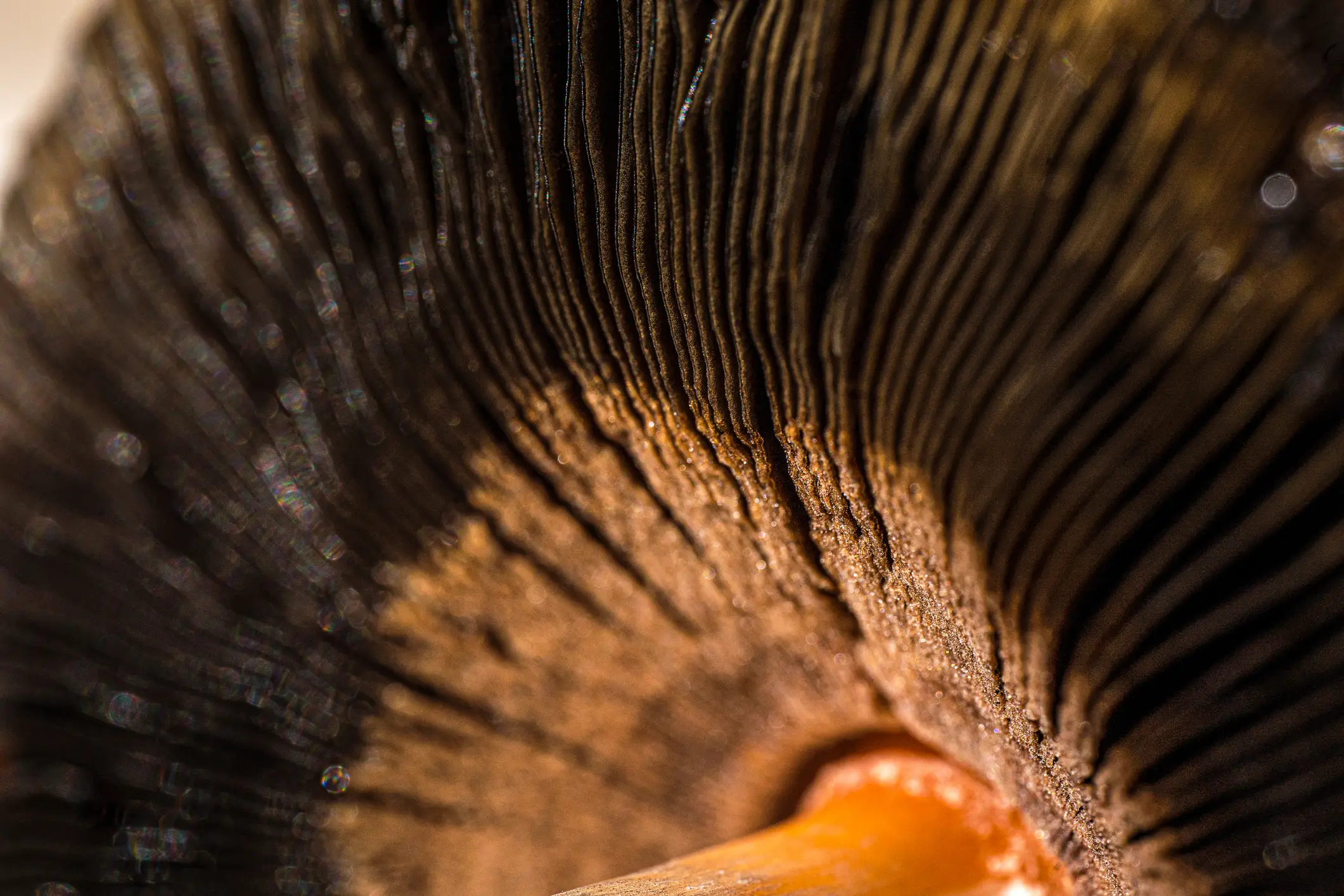 I can't imagine 'feels like magic mushrooms' will be listed under Mounjaro side effects anytime soon (Getty Stock Images)