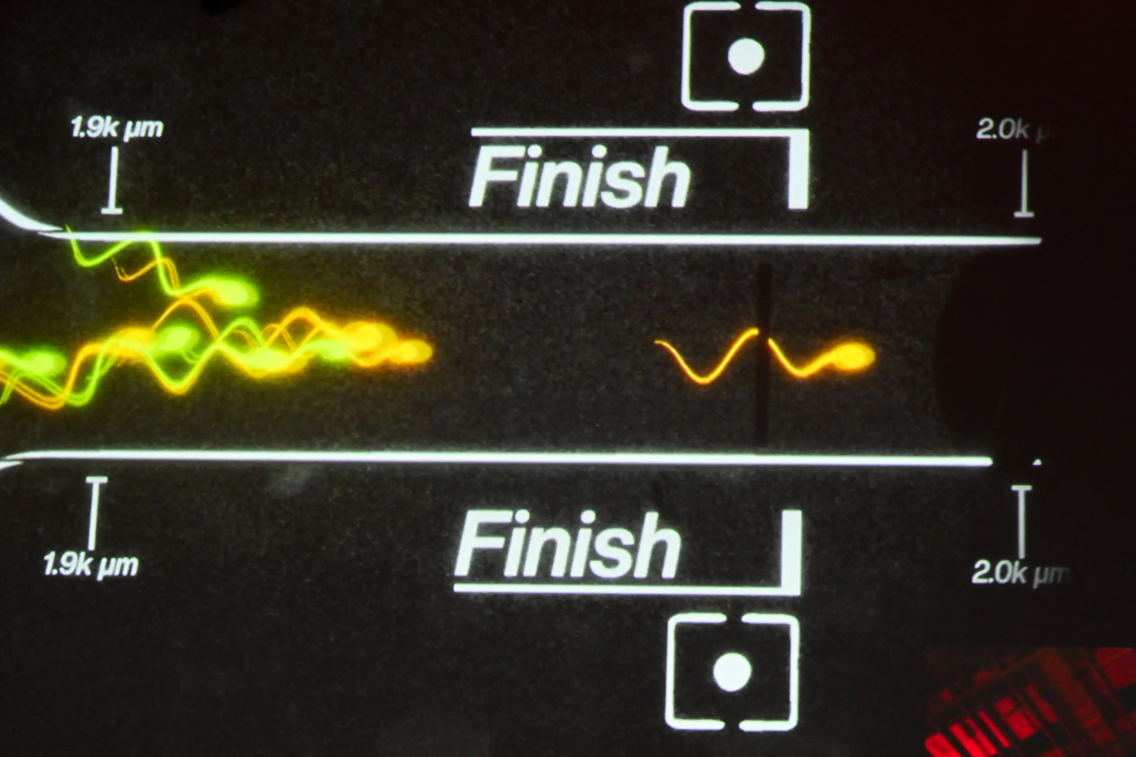 Sperm Racing first made its debut last year and hosted a competition championship in Los Angeles (PATRICK T. FALLON/AFP via Getty Images)