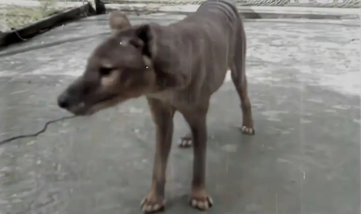 Benjamin, the last Tasmanian Tiger, died in 1936 (AAP Video/Supplied/NFSA)