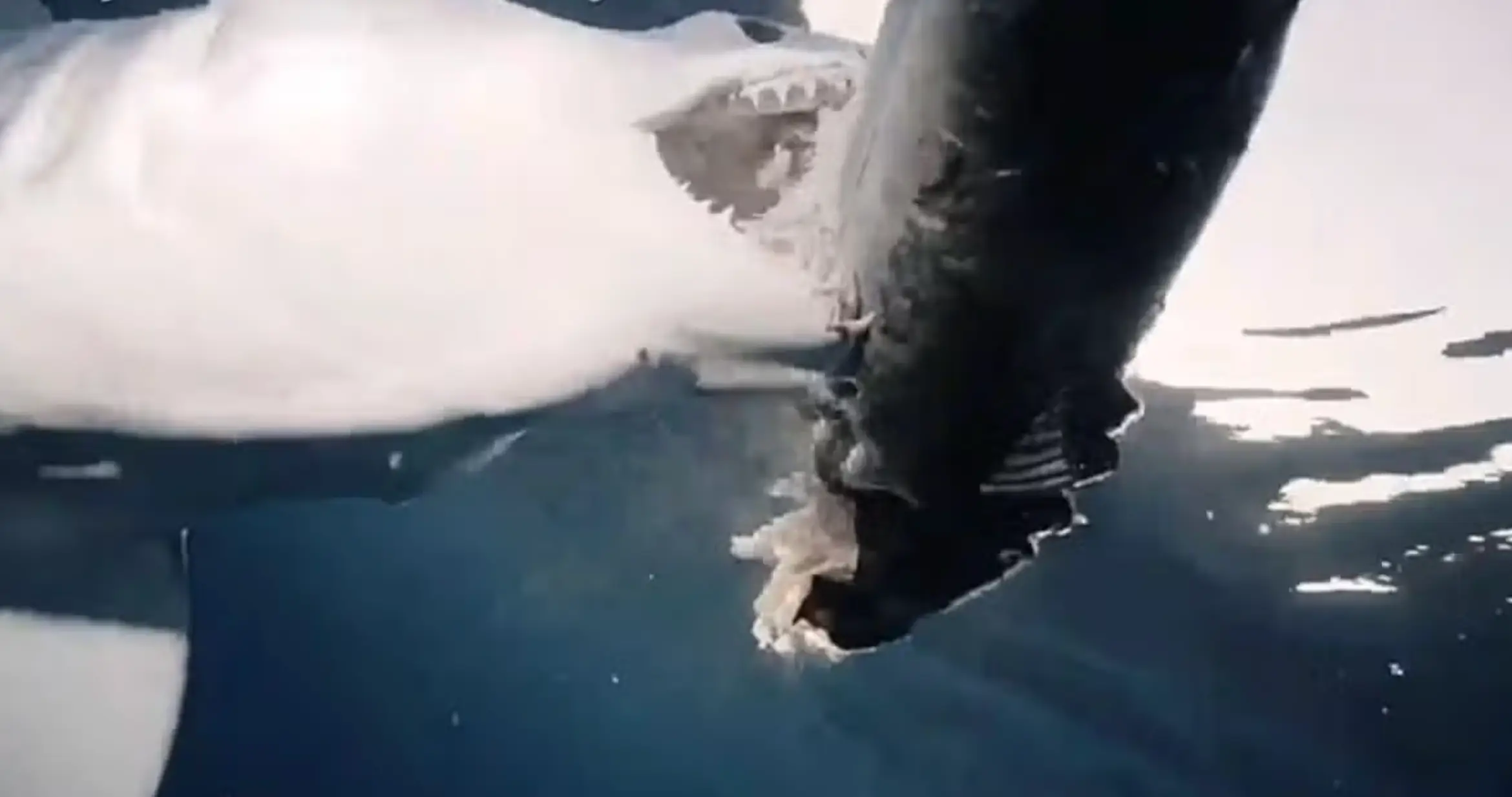 The huge shark has been hunting in the waters off the New York coast (The Discovery Channel)
