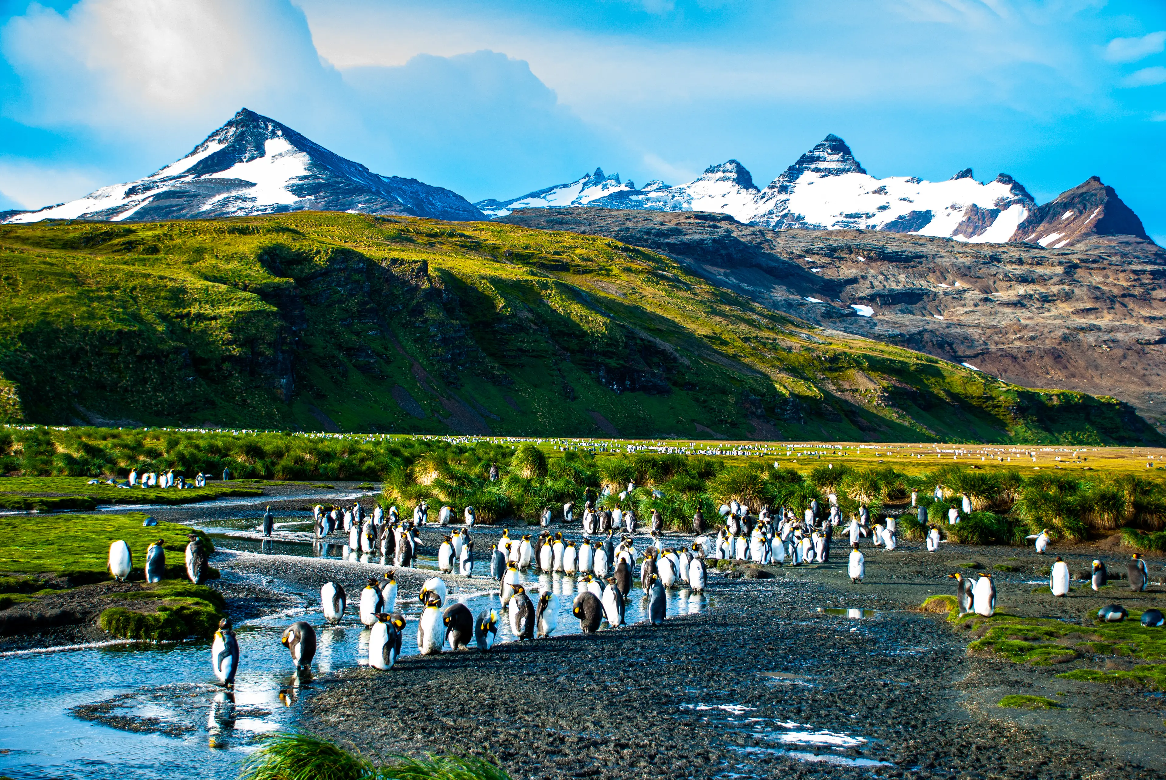Experts fear the iceberg could be devastating for the penguins that call South Georgia home, since it may mean they can't bring as much food to their chicks (Sascha Grabow/Getty Images)