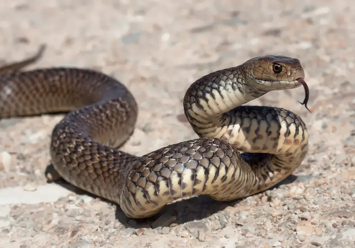 Eastern Browns are one of the most dangerous snakes in Australia (Getty Stock Images)