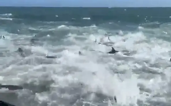 I think I'd avoid going for a dip in the sea right now.