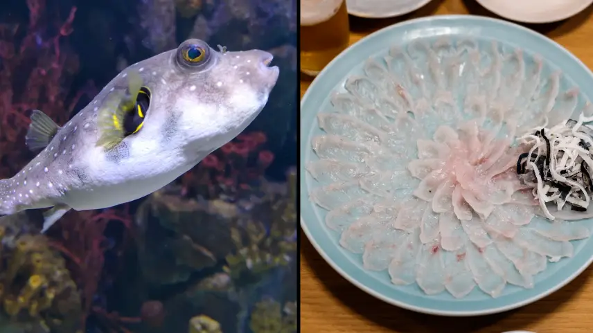 Melissa Tse/Daniel Rocal/Getty Images