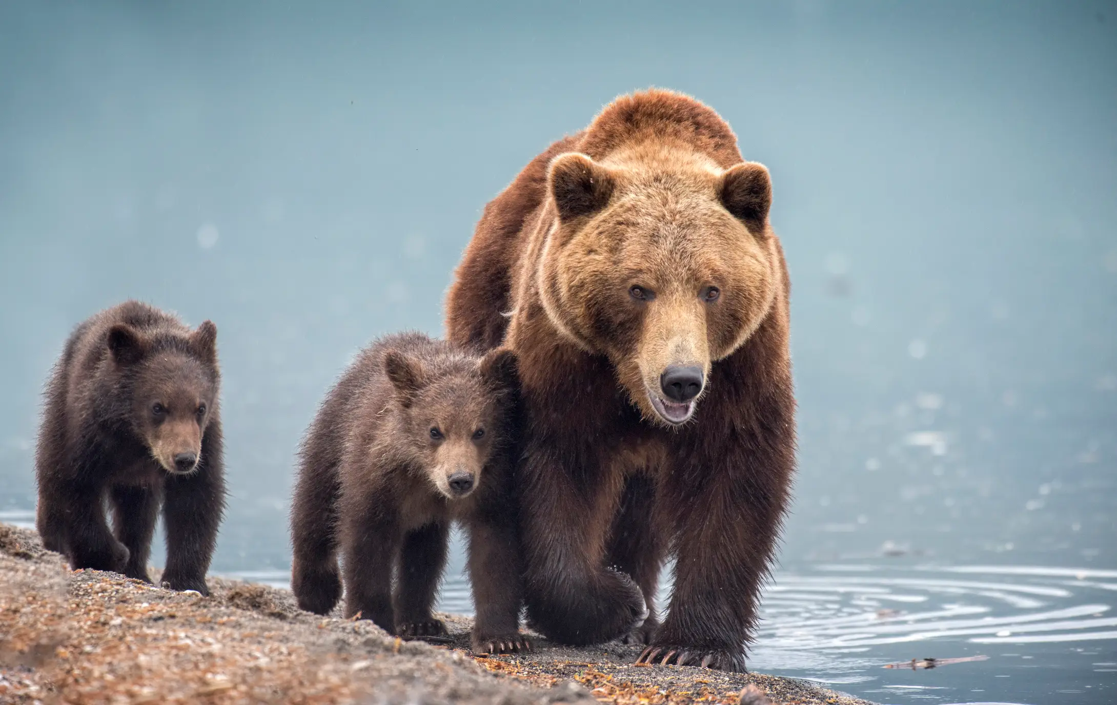 The bear and her cubs were 'eating' Olga. (Getty Stock)