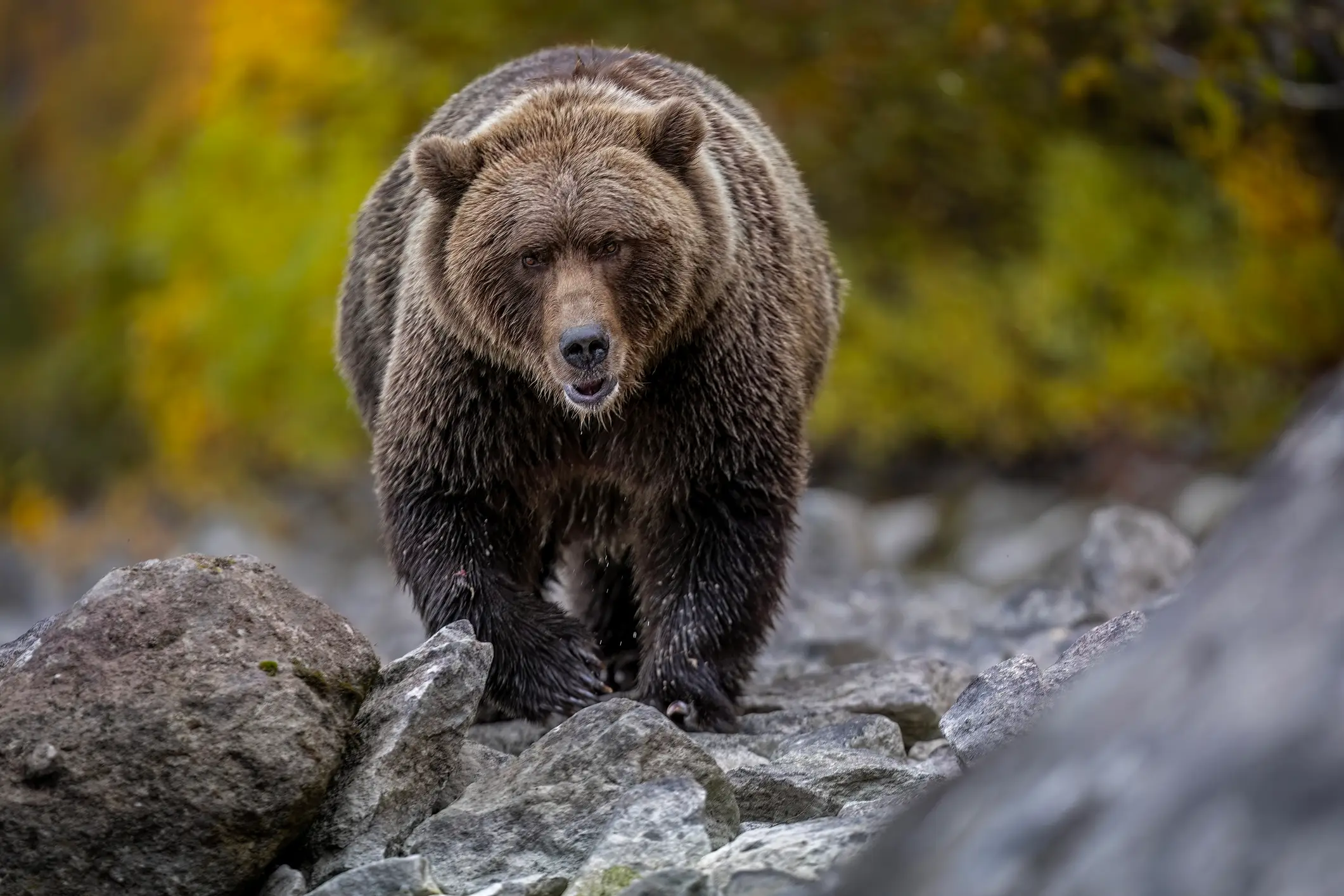 Gavin plans to continue hunting (Getty Stock Images)