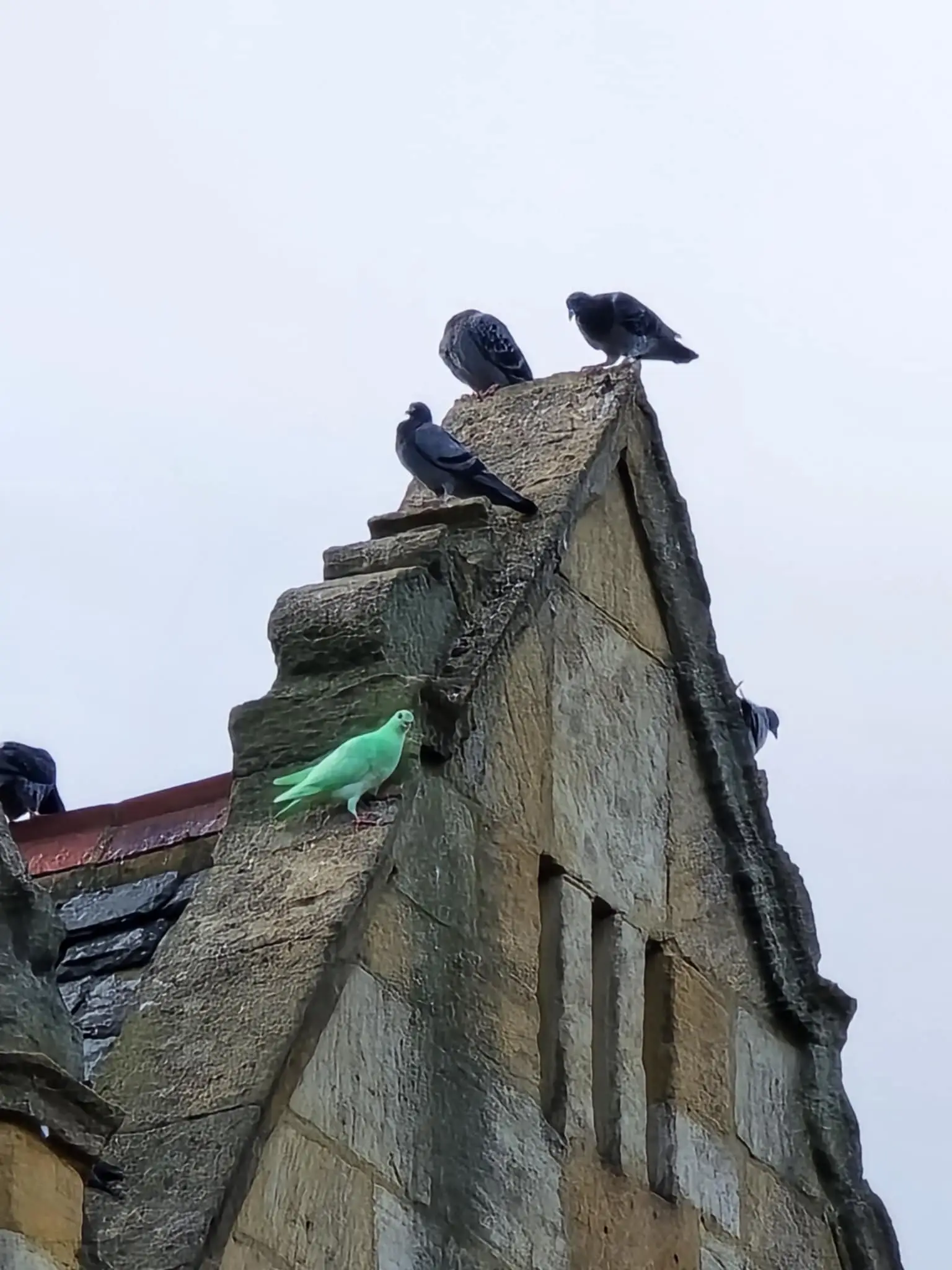 People have been flocking to Northampton from all over the UK to get a glimpse of the pigeon (SWNS)