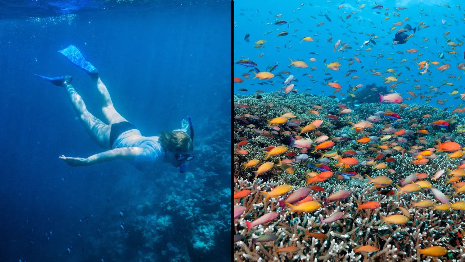 Record Coral Cover Found At The Great Barrier Reef After Mass Bleaching Event
