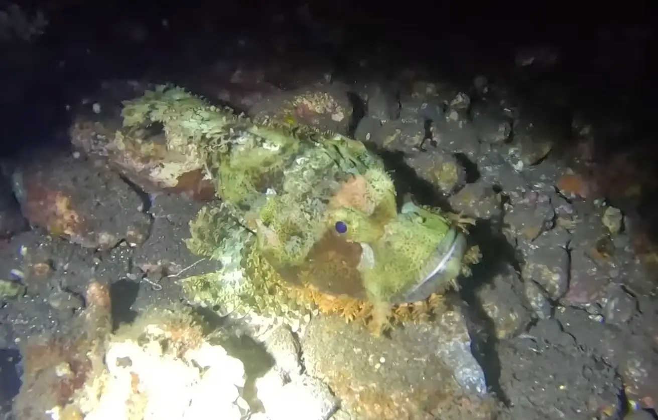 Barny admitted he 'barely even saw' the tasseled scorpionfish beneath him as it was camouflaged so well (YouTube/barnydillarstone)