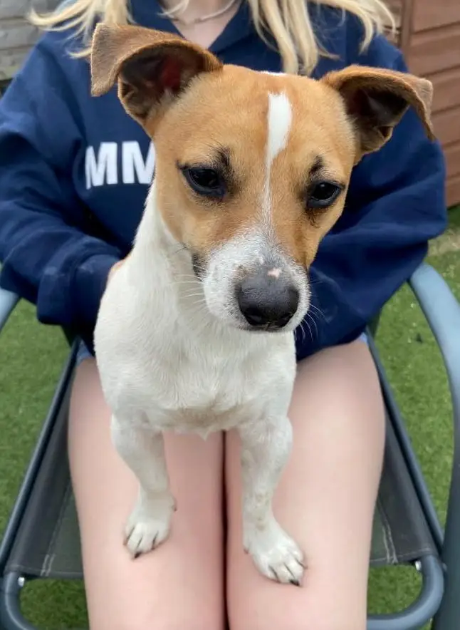 The Mathers family hope that raising awareness of the dangers of adders at this time of year will 'stop another dog being hurt' (SWNS)