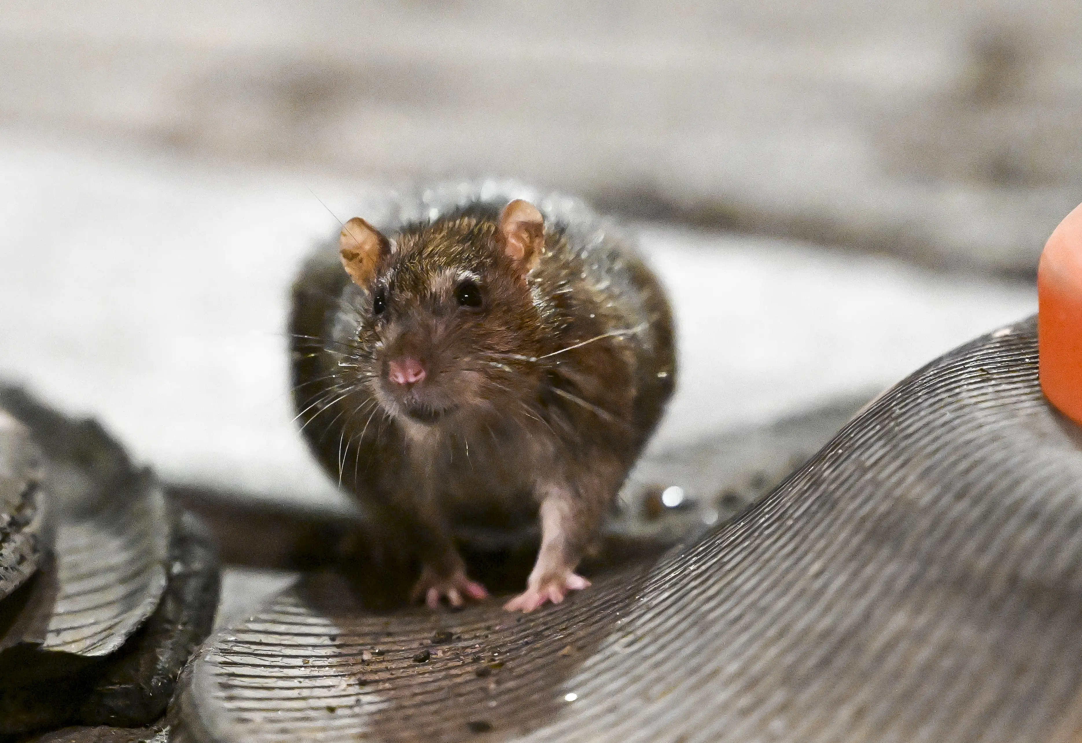 Rodents are becoming resistant to poisons used to eradicate them (Fatih Aktas/Anadolu Agency via Getty Images)