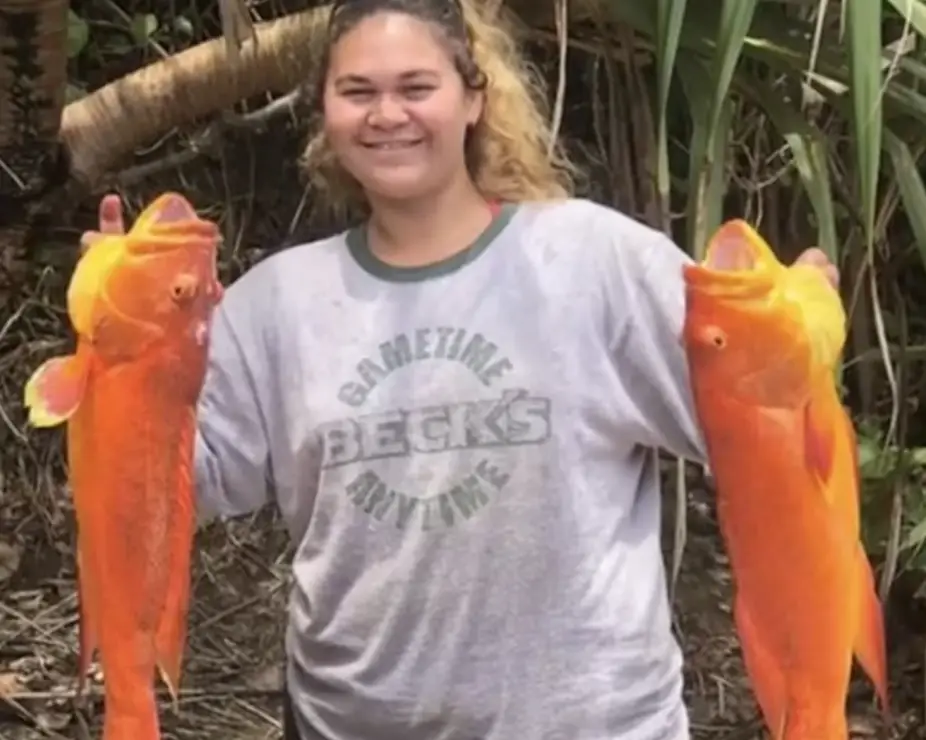 One of the island's residents said the place was a 'paradise', but it needs more people living there. (TikTok/@torikaw)