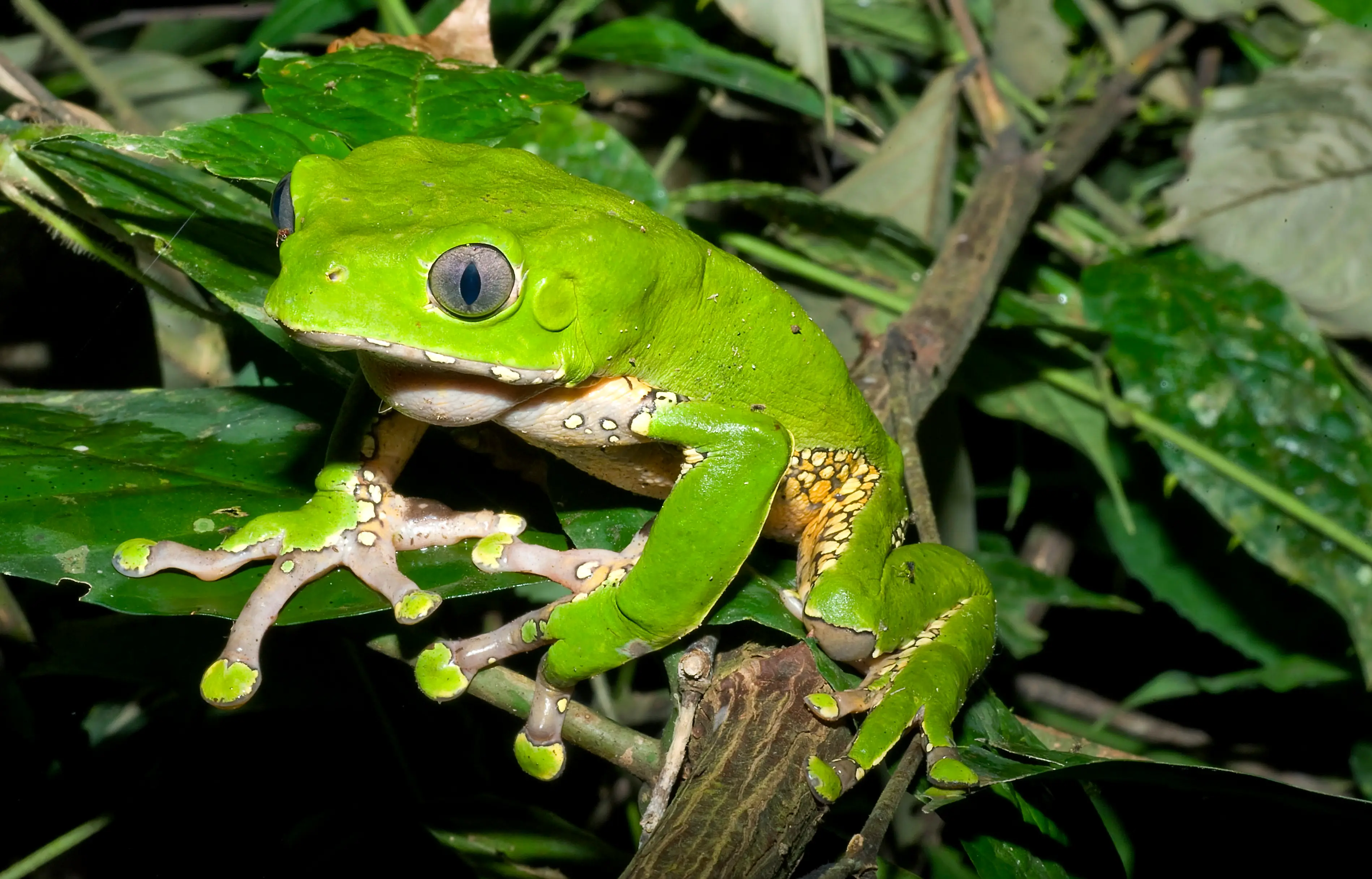 The poison is scraped off a frog and rubbed into burn sores on the body (Getty Stock Photo)