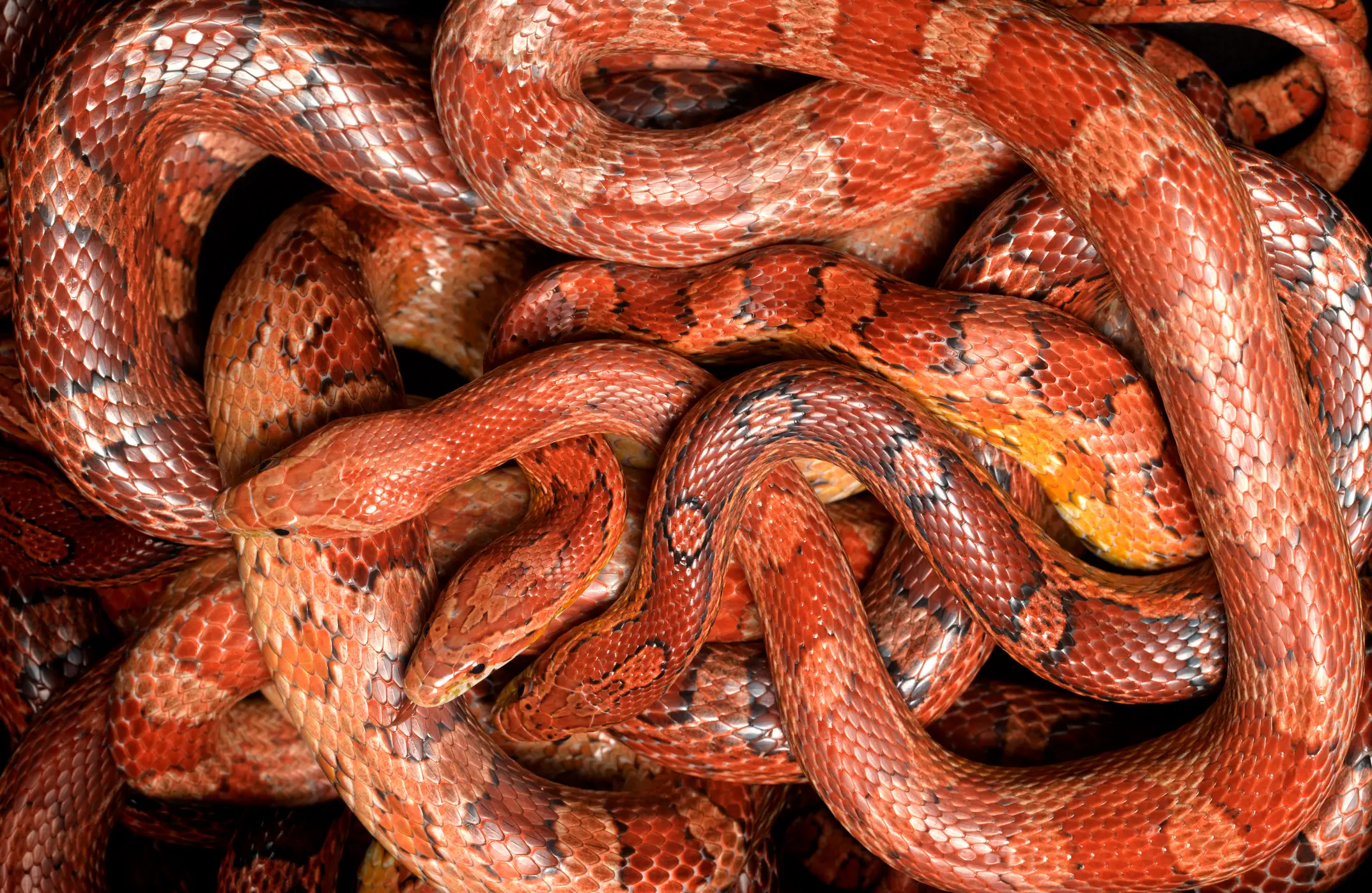 Snake Island is home to thousands of lethal snakes (Getty Stock Photo)