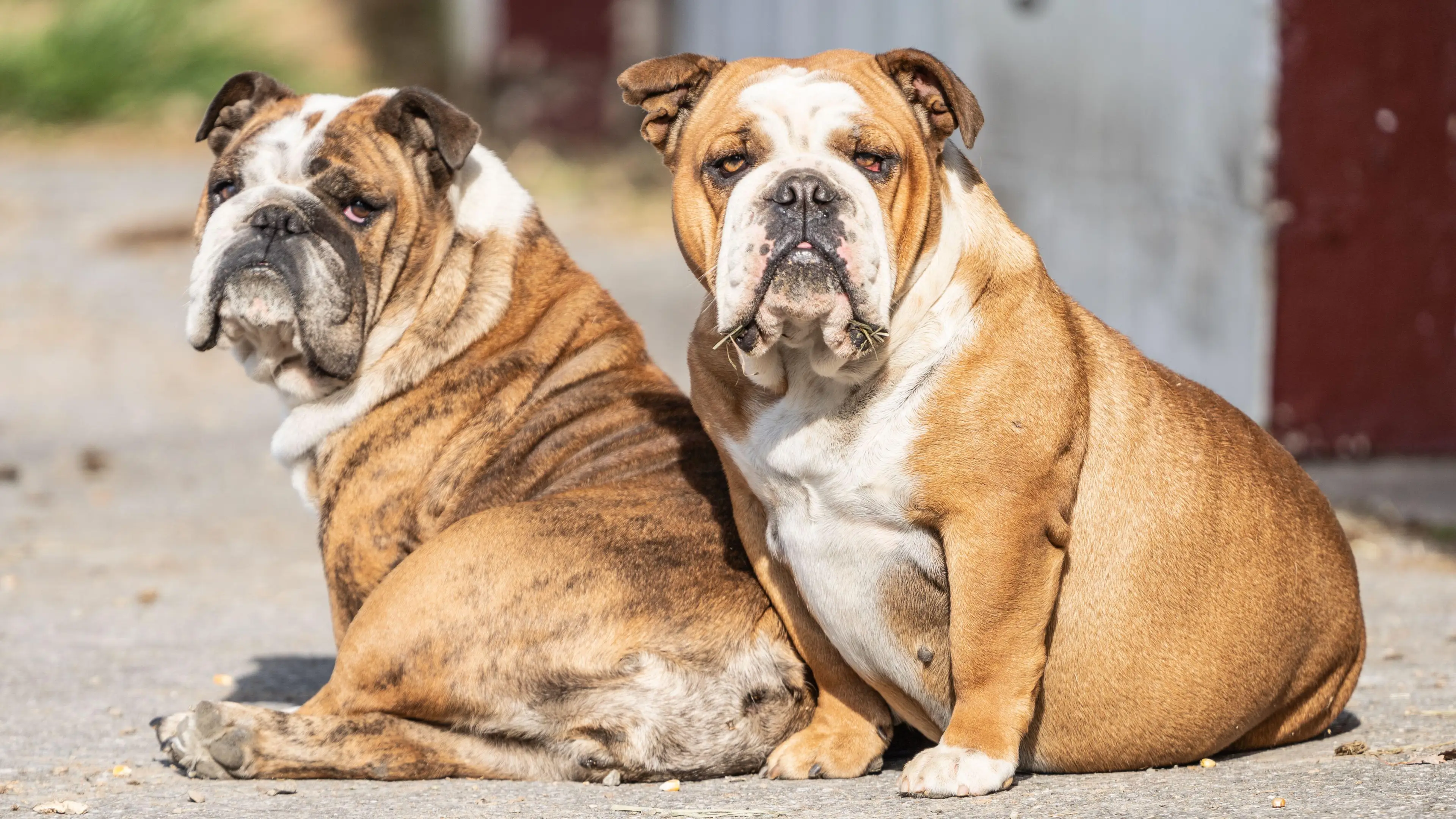 Norway Bans Breeding Of English Bulldogs And Cavalier King Charles Spaniels