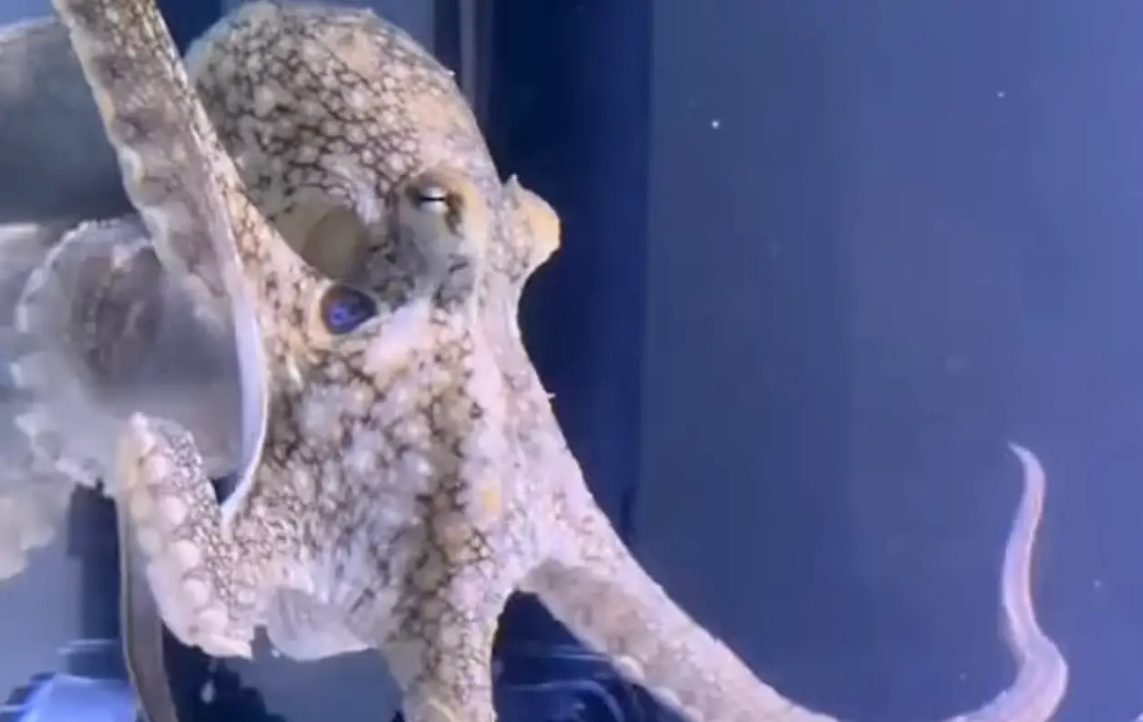 Terrance joined the Clifford family in October 2023. (TikTok/@doctoktopus)