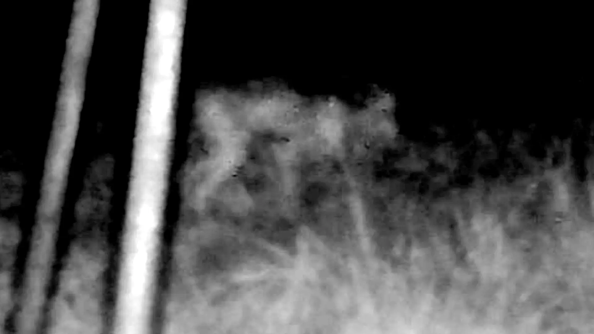 Look there! It's a chupacabra! (Michael Demel / Pen News)