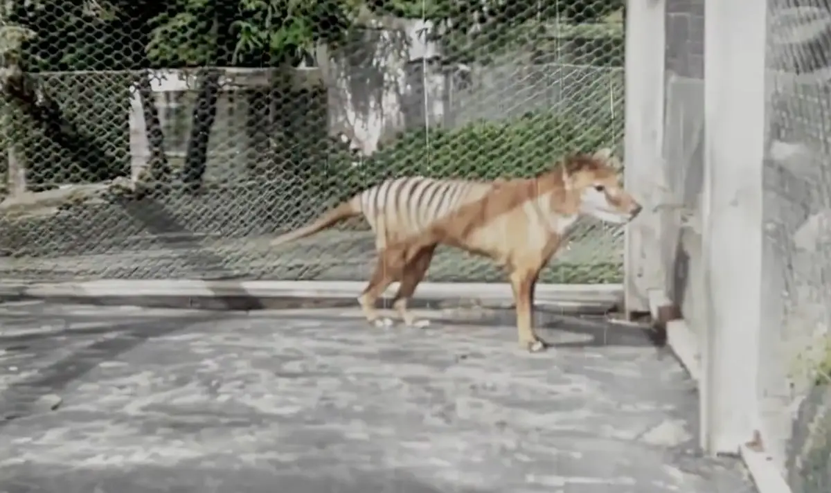 Efforts to bring back the beast are currently ongoing (AAP Video/Supplied/NFSA)