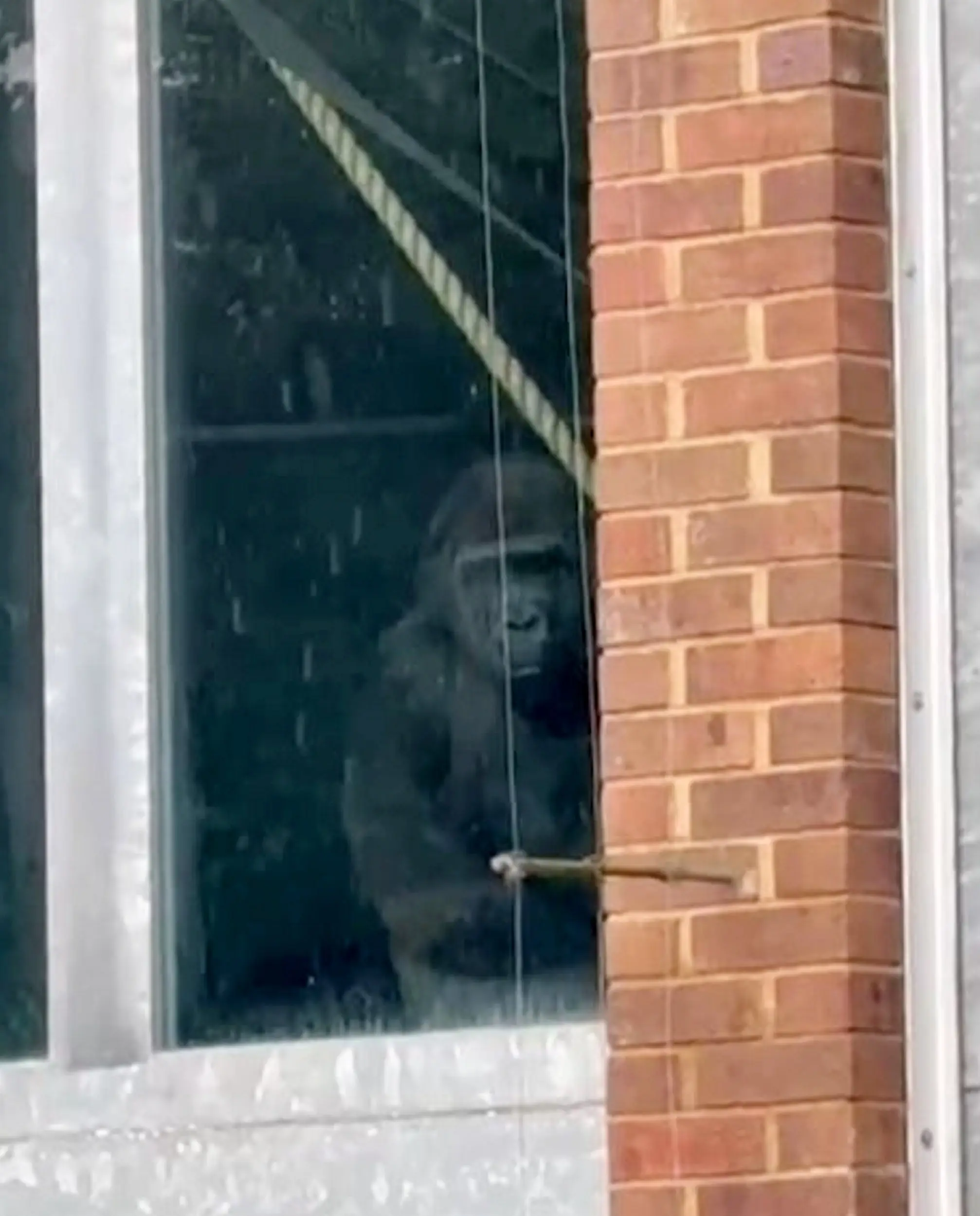 Bristol Zoo's gorilla keepers have addressed the viral video (SWNS)