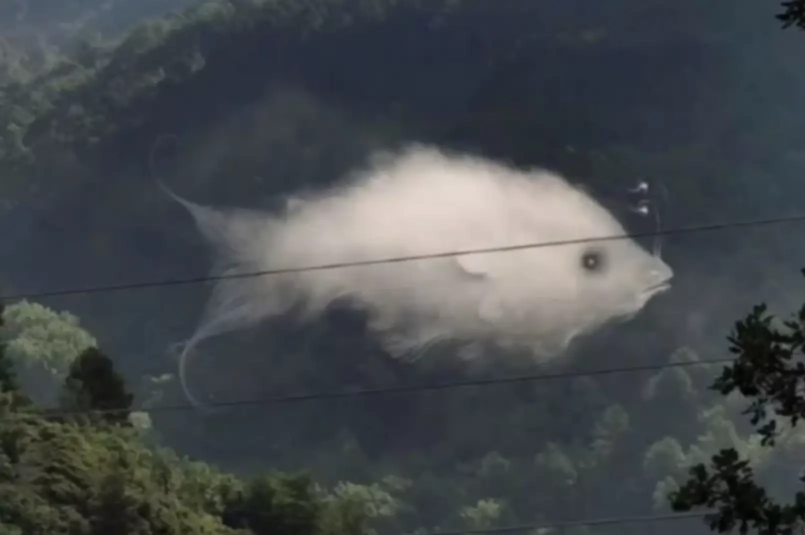 This optical illusion is said to determine your personality (Pinterest)